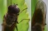 Cheilosia sp.